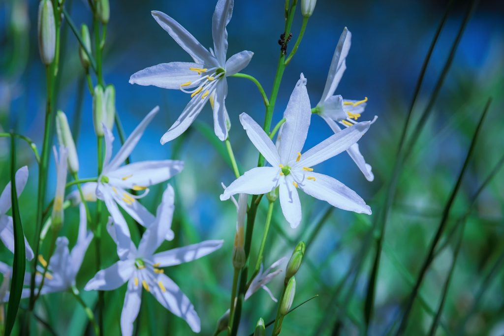 a mező liliomai